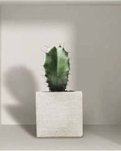 Sada 3 3D samolepek na zeď Ambiance Cactus