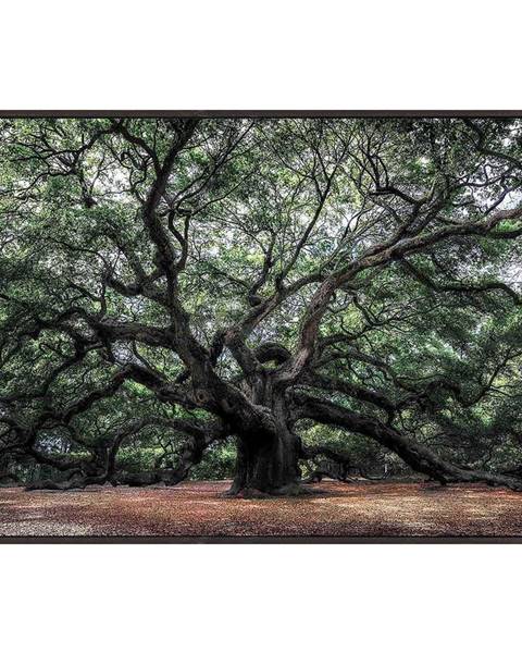 Monee Monee OBRAZ SKLENĚNÝ, stromy, 120/80 cm