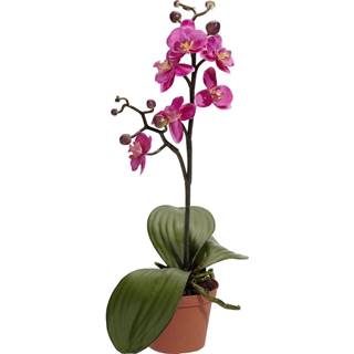 ORCHIDEJ orchidej 40 cm