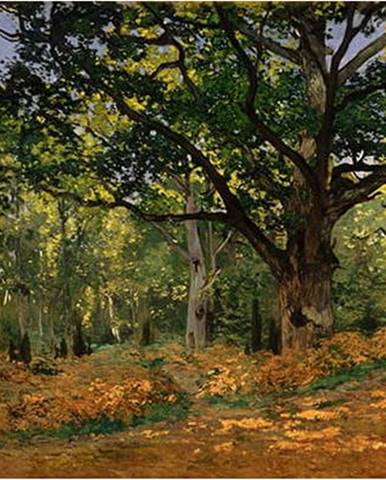 Reprodukce obrazu Claude Monet - The Bodmer Oak, Fontainebleau Forest, 70 x 50 cm