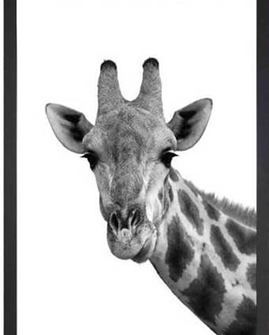 Obraz Tablo Center Giraffe Portrait, 24 x 29 cm